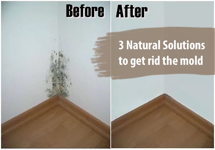 Cover Image for 3 Natural Solutions to get rid the mold