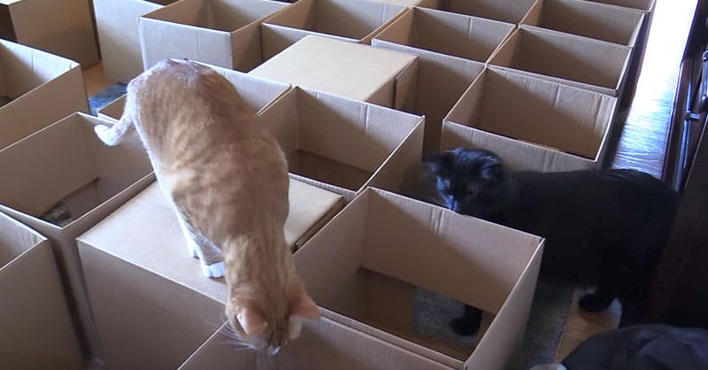 Cover Image for Owner Brings Home 50 Empty Boxes, His Cats Wait In Anticipation And Are Amazed By What He Makes For Them