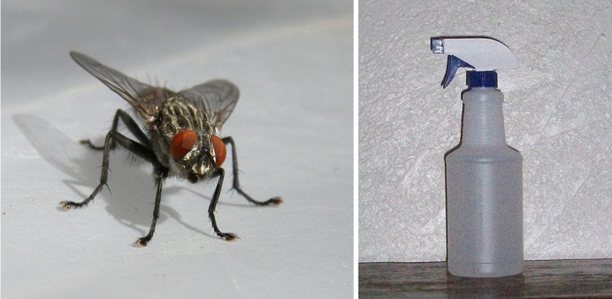 Cover Image for 9 Surprising, Strange, And Effective Ways To Keep Flies Away