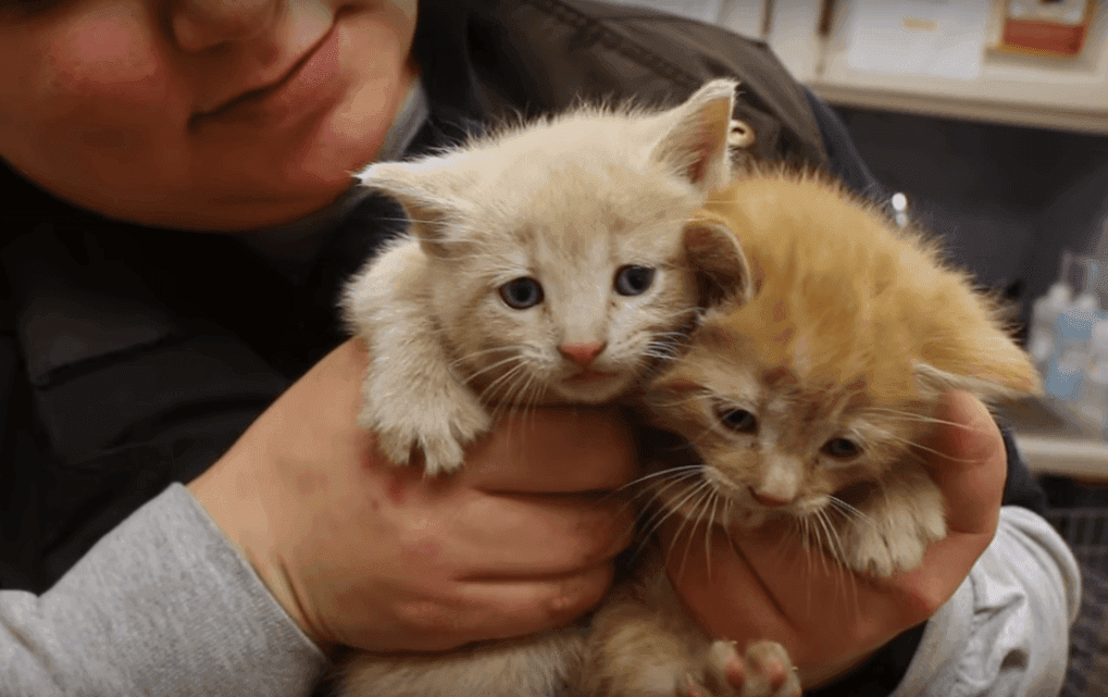 Cover Image for Monster throws two kittens out of moving car, doesn’t realize an angel is watching