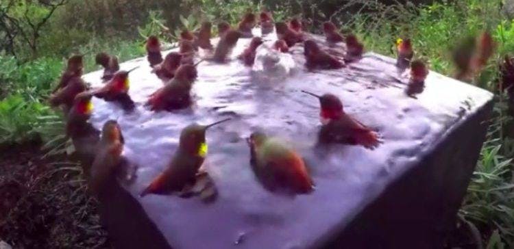 Cover Image for When 30 Hummingbirds Gather Together, Hidden Camera Catches Amazing Behavior